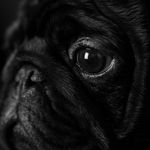 Black 02